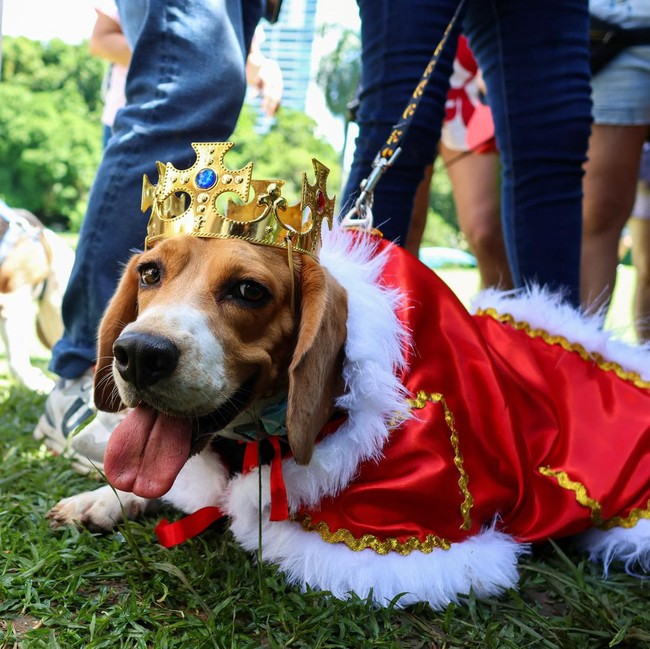 Panama Gelar Pertemuan Perdana Khusus Anjing Beagle