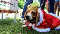 Panama Gelar Pertemuan Perdana Khusus Anjing Beagle