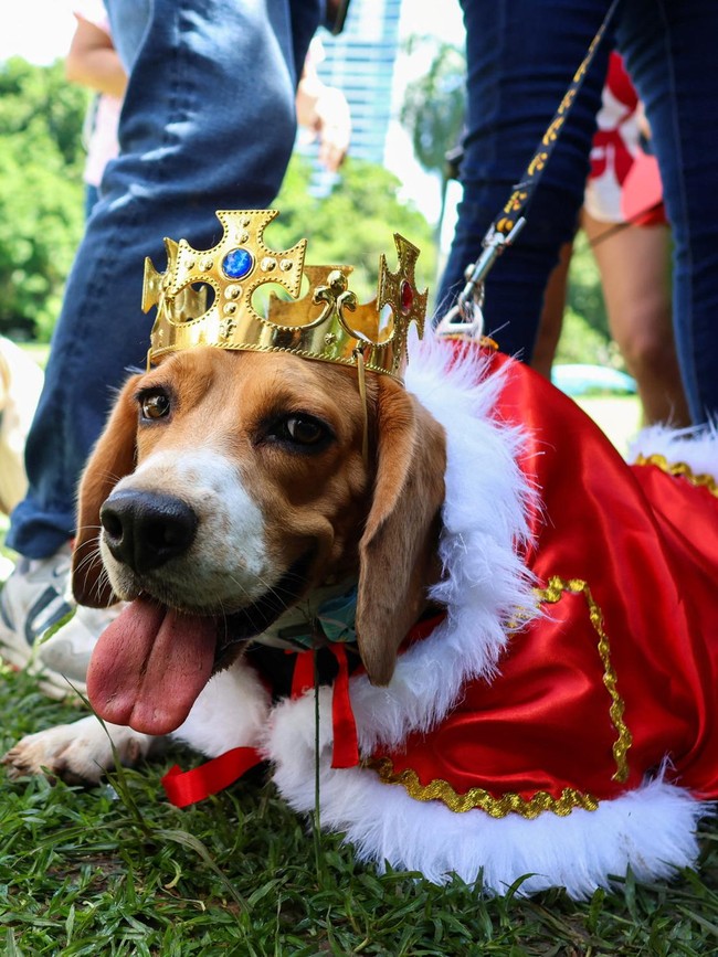 Panama Gelar Pertemuan Perdana Khusus Anjing Beagle