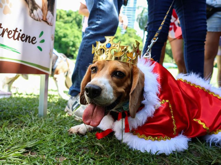 Panama Gelar Pertemuan Perdana Khusus Anjing Beagle
