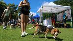Panama Gelar Pertemuan Perdana Khusus Anjing Beagle