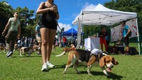 Beagle merupakan ras anjing yang dikenal memiliki telinga panjang, tubuh relatif mungil, serta indra penciuman yang tajam. Aris Martinez / Reuters