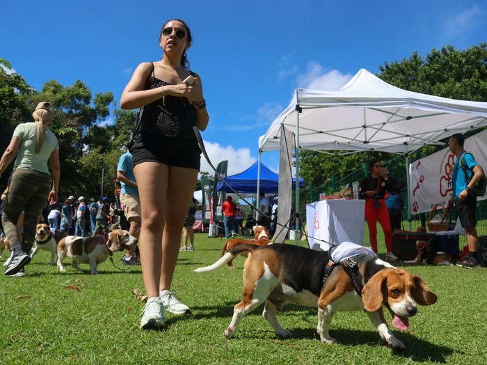 Lucunya, Anjing Beagle Berkumpul dalam Acara Perdana di Panama A woman and her dog attend the inaugural Beagle Gathering at Omar Park in Panama City, Panama, October 18, 2026. REUTERS/Aris Martinez