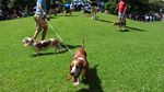 Panama Gelar Pertemuan Perdana Khusus Anjing Beagle