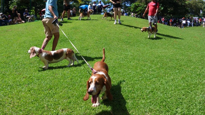 Lucunya, Anjing Beagle Berkumpul dalam Acara Perdana di Panama A woman and her dog attend the inaugural Beagle Gathering at Omar Park in Panama City, Panama, October 18, 2026. REUTERS/Aris Martinez