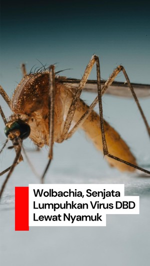 Video: Metode Wolbachia, Kala Jutaan Nyamuk Dilepas ke Kota