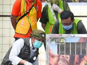 Video: Orangutan Korban Perdagangan Ilegal ke India Akhirnya Tiba di RI