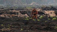 Kronologi Penyelamatan Puluhan Orang Utan Korban Karhutla Kalimantan