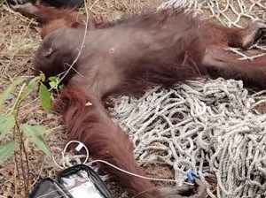 Momen Evakuasi Orangutan dari Asap Karhutla di Kalteng, Ada Luka Bakar di Kaki
