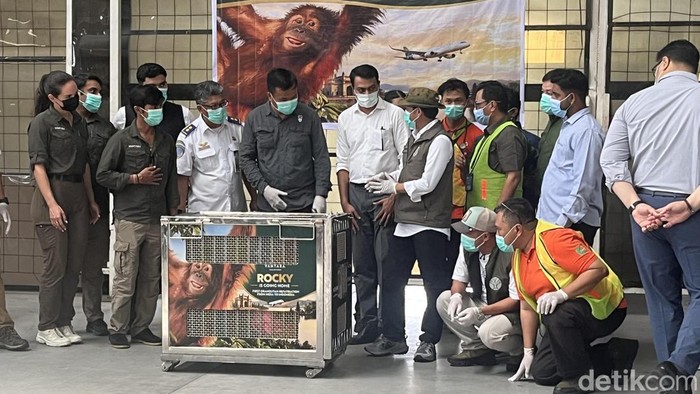 Orang Utan Sumatera Rocky kembali ke Sumut usai alami Ilegal trafficking ke India.