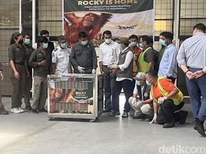 Orang Utan Rocky Pulang ke Sumut Usai Jadi Korban Perdagangan Ilegal di India