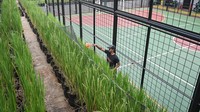 Inovasi tersebut menjadi salah satu upaya warga dalam mengoptimalkan lahan terbatas di perkotaan untuk mendukung produksi pangan secara mandiri dan berkelanjutan. Foto: ANTARA FOTO/SULTHONY HASANUDDIN