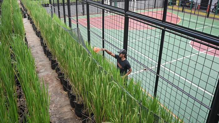 Warga memeriksa kesehatan tanaman padi di RPTRA Belimbing, Pasar Minggu, Jakarta, Senin (19/10/2026). Posyantek Kreya Loka memanfaatkan 1.500 galon plastik bekas untuk dijadikan media tanam padi yang mampu menghasilkan 200 kilogram gabah padi sebagai inovasi pertanian perkotaan ramah lingkungan dan upaya ketahanan pangan mandiri di wilayah itu. ANTARA FOTO/Sulthony Hasanuddin/YU