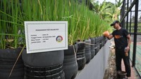 Posyantek Kreya Loka memanfaatkan 1.500 galon plastik bekas untuk dijadikan media tanam padi yang mampu menghasilkan 200 kilogram gabah padi sebagai inovasi pertanian perkotaan ramah lingkungan dan upaya ketahanan pangan mandiri di wilayah itu. Foto: ANTARA FOTO/SULTHONY HASANUDDIN