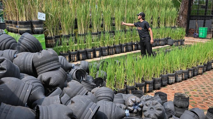 Warga memeriksa kesehatan tanaman padi di RPTRA Belimbing, Pasar Minggu, Jakarta, Senin (19/10/2026). Posyantek Kreya Loka memanfaatkan 1.500 galon plastik bekas untuk dijadikan media tanam padi yang mampu menghasilkan 200 kilogram gabah padi sebagai inovasi pertanian perkotaan ramah lingkungan dan upaya ketahanan pangan mandiri di wilayah itu. ANTARA FOTO/Sulthony Hasanuddin/YU