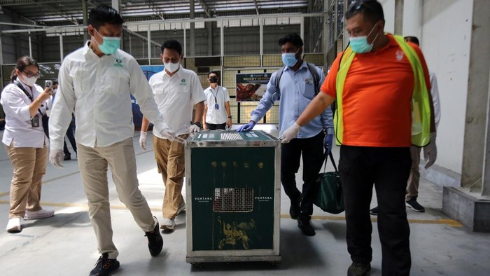 Seekor orang utan Sumatra (Pongo abelii) berada di dalam kandang setibanya di Bandara Internasional Kualanamu, Kabupaten Deli Serdang, Sumateara Utara, Senin (19/10/2026). Pemerintah melalui Kementerian Kehutanan berhasil melakukan pemulangan (repatriasi) satu ekor orang utan Sumatera dari India berjenis kelamin jantan berusia 18-20 bulan yang sebelumnya menjadi korban perdagangan orang utan di sebuah apartemen Mumbai, India pada 12 November 2024 lalu. ANTARA FOTO/Yudi manar/YU