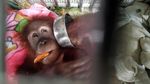 Orang Utan Sumatera Dipulangkan dari India