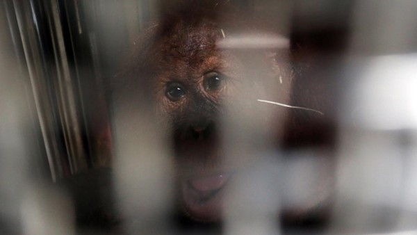 Orang Utan Sumatera Dipulangkan dari India