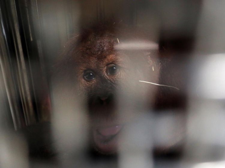 Orang Utan Sumatera Dipulangkan dari India