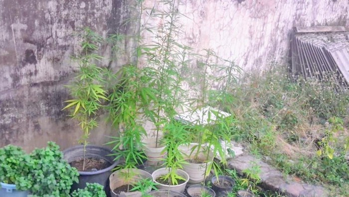 Pohon ganja yang ditemukan dalam rumah di Situbondo