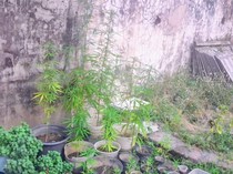 Buru DPO, Polisi di Situbondo Malah Temukan 26 Pohon Ganja dalam Rumah