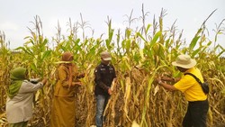 PT BAP dan Warga Banyu Biru Kembangkan Lahan Produktif Cegah Karhutla