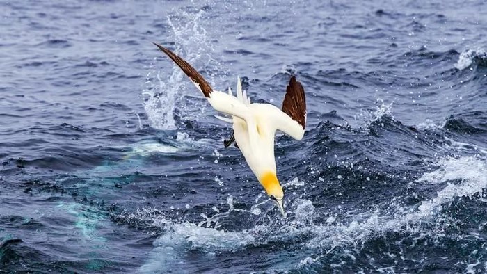 Saat berburu mangsanya di perairan, burung gannet meluncur dari udara dengan kecepatan 110 kilometer per jam.