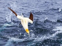 Burung Ini Hantam Air Laut dengan Kecepatan 112 Km/Jam, Kenapa Lehernya Tidak Patah?