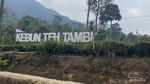 Kebun Teh Tambi, Hijau yang Tak Berujung