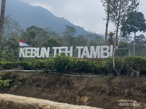 Kebun Teh Tambi, Hijau yang Tak Berujung