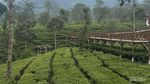 Kebun Teh Tambi, Hijau yang Tak Berujung