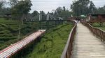 Kebun Teh Tambi, Hijau yang Tak Berujung