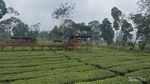 Kebun Teh Tambi, Hijau yang Tak Berujung