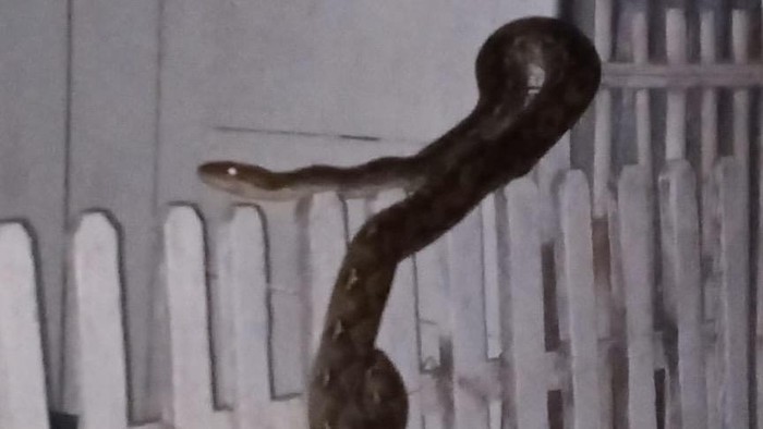 Warga Sidrap geger dengan kemunculan ular piton 3 meter di pagar rumah.