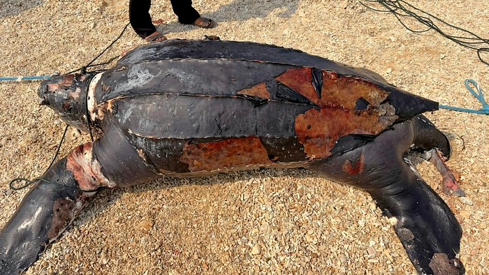 Bangkai penyu belimbing di Sukabumi