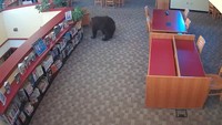 Perpustakaan Ini Kedatangan Tamu Tak Biasa... Seekor Beruang!