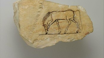 Sketsa Kuda oleh Seniman Mesir Kuno (Kerajaan Baru, 1300–1080 SM). Potongan batu karang yang digambari sketsa kuda sedang merumput dengan goresan garis yang sangat dinamis. Foto: Boredpanda