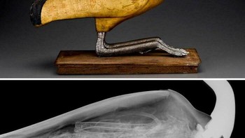 Petik Ibis Emas & Perak Beserta Hasil X-Ray (Mesir Kuno). Kotak wadah mumi (ossuary) berbentuk burung Ibis berlapis logam mulia, disandingkan dengan foto X-Ray kerangka burung di dalamnya. Foto: Boredpanda
