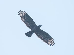 Yayasan Paseban Dorong Larangan Berburu Burung di Jawa Barat
