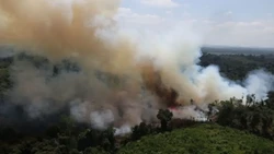 Indonesia Sanctions 32 Companies for Forest Fires