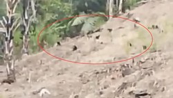 Kawanan Monyet Serbu Permukiman Warga Pinrang Imbas Karhutla