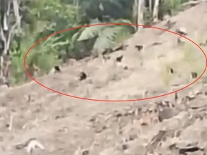 Kawanan Monyet Serbu Permukiman Warga Pinrang Imbas Karhutla