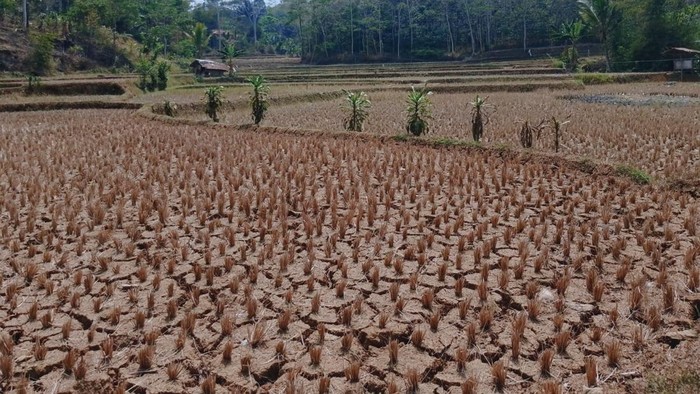 Kekeringan di Cianjur