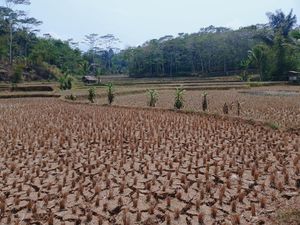 Nestapa Desa Waringinsari: Sawah Mati, Kepala Keluarga Pergi
