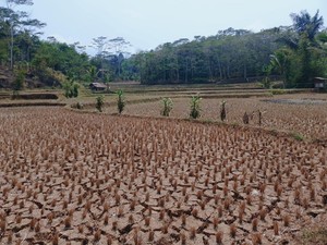 Nestapa Desa Waringinsari: Sawah Mati, Kepala Keluarga Pergi