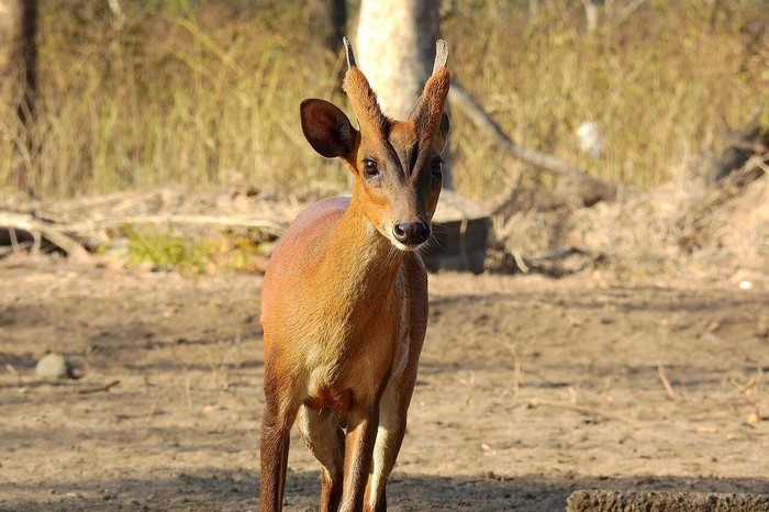 Kijang (Muntiacus muntjak) di Indonesia. Kijang (Muntiacus muntjak) di Indonesia.