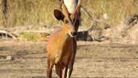 Kijang (Muntiacus muntjak). Kendati tidak terancam punah, hewan ini termasuk satwa dilindungi di Indonesia lantaran penurunan populasinya imbas menjadi target perburuan liar dan kerusakan habitat. Foto: Wikimedia Commons