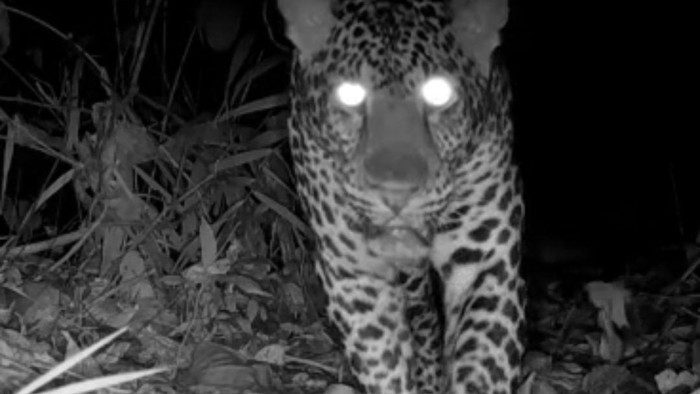 Macan Tutul Jawa yang terekam kamera trap saat beraktivitas di kawasan Cagar Alam Pulau Nusakambangan pada minggu lalu.