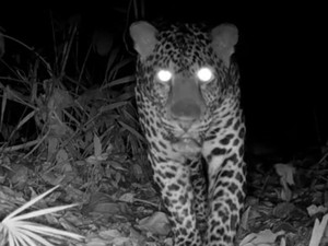 Macan Tutul Jawa Terekam Kamera di Nusakambangan Cilacap