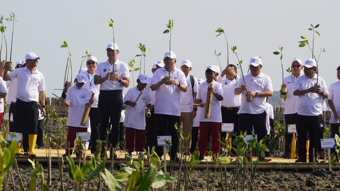 Mengenal NbS, Program BOPPJ untuk Lindungi Pesisir Pantai Utara Jawa
